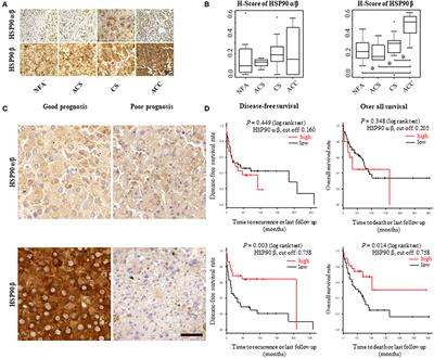 Heat Shock Protein 90 as a Prognostic Marker and Therapeutic Target for Adrenocortical Carcinoma